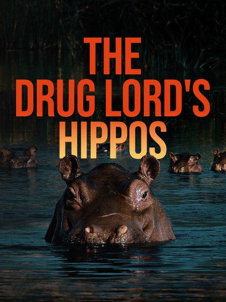 The Drug Lord's Hippos dcg-mark-poster